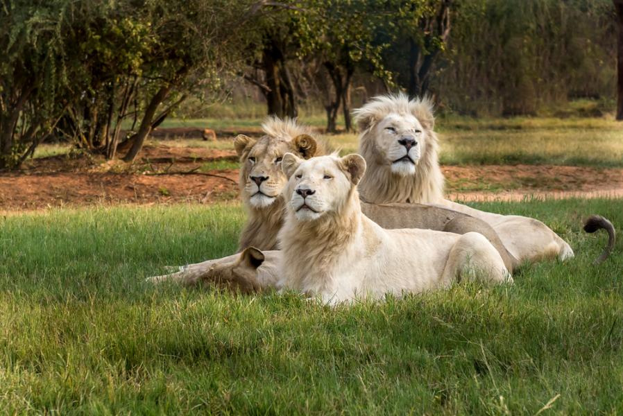 South Africa