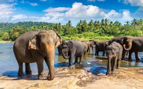 Air Arabia İle Sri Lanka Turu