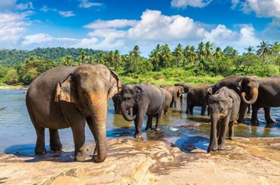 Air Arabia İle Sri Lanka Turu