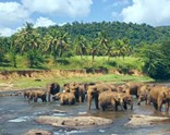 Air Arabia İle Sri Lanka Turu