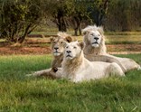 Sömestr Özel Görkemli Güney Afrika ve Safari (JNB - CPT)