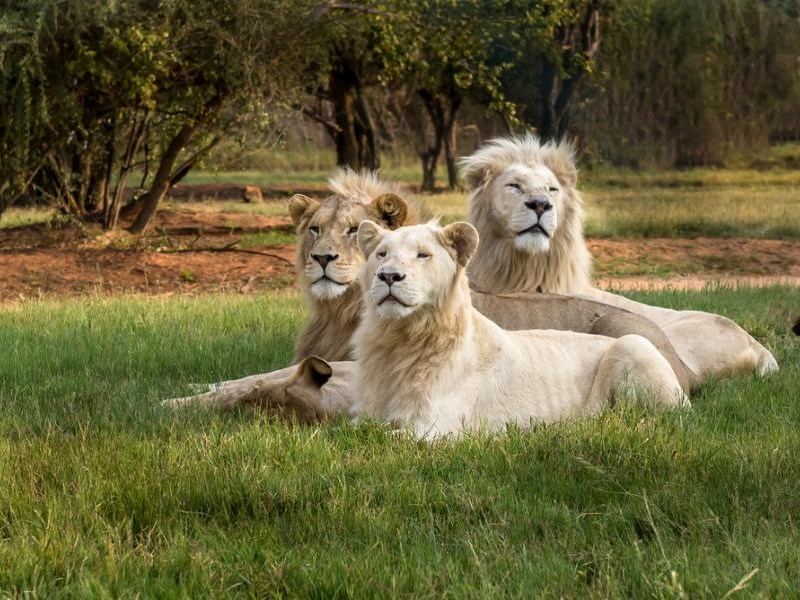 Sömestr Özel Görkemli Güney Afrika ve Safari (JNB - CPT)